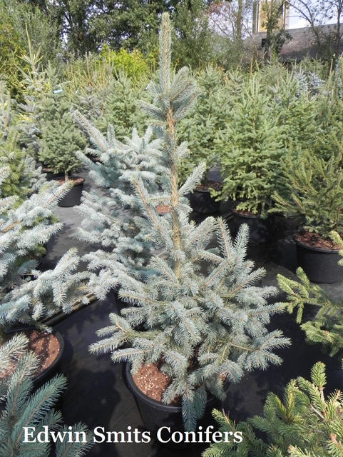 Picea engelmannii 'Blue Softie'